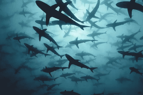 ocean