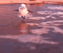 piper piper